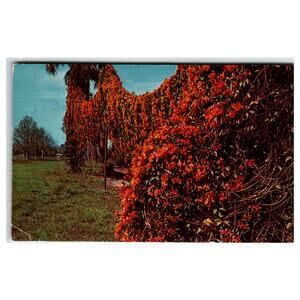 Orlando Florida Flame Vine Flowers Plastichrome Postcard 1972